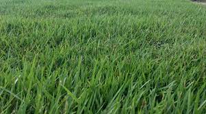 Identify zoysia by its grass blades. All About Zoysia Sod Sod University Sod Solutions