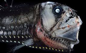 Maybe you would like to learn more about one of these? Aliens Of The Deep Biographic