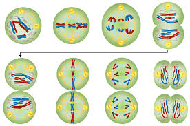 7ll google slides public intro to meiosis: Meiosis Worksheet