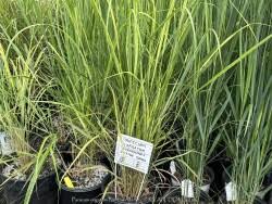 Image result for Panicum merkeri
