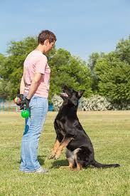 How Force Free Dog Trainers Use Reinforcement To Get Great Results Dog Training Dog Training Obedience House Training Dogs