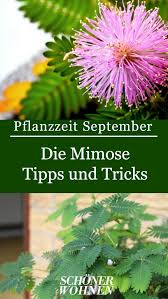 Mimose Als Pflanze Ihre Pflege Pflanzen Bonsai Pflanzen Und Pflanzzeit