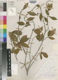 Image result for Nectaropetalum carvalhoi