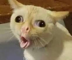 nevaeh long (@nevaehlong16)