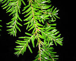 Image result for western hemlock leaf
