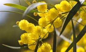 Their whimsical appearance makes them a fun. Australian Cut Flower Industry
