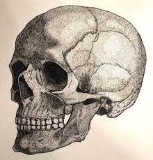 Pin On Skeleton