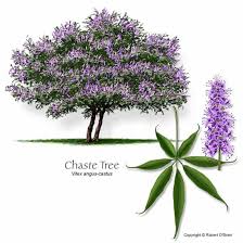 Emerald green arborvitae, thuja green giant, leyland cypress Ufei Selectree Tree Detail Record Vitex Agnus Castus Vitex Ornamental Trees Trees And Shrubs