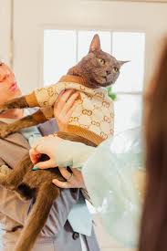 Discover the collection of women's sweaters & cardigans at gucci.com. Our Senior Cat 16 Decked Out In His Faux Gucci Sweater For Our Engagement Party 3 Eyebleach