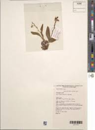 Image result for Liparis bowkeri