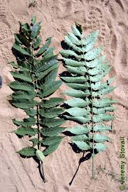 Image result for Simaroubaceae