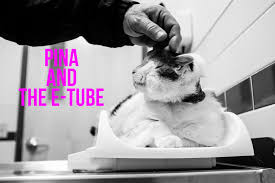 Charcoal is waiting for everyone to tease me. What To Do When They Won T Eat At All Pina The E Tube I Will Help Your Cat