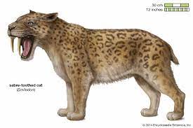 Sabre-toothed cat | Size, Extinction, & Facts | Britannica