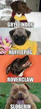 Time For My Dog To Take The Quiz Lustig Humor Lustig Harry Potter Lustig