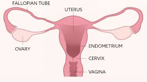 Female Reproductive Health