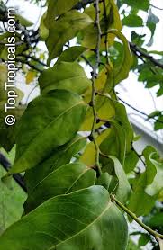 Image result for Diospyros mafiensis