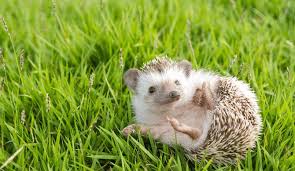 Animals that live that long a few and far between. How Long Do Hedgehogs Live Enhancing Your Hedgehog S Life