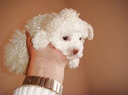 He is a recently formed companion dog breed, and it is a small to large breed divided into four categories pocket, standard, classic, and xl. Mitzi The Toy Poodle Arrived From Ukraine Safely She Was A Sight To Pet Express Sri Lanka International Pet Relocation Pet Travel Company Facebook