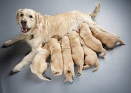 Most golden retriever owners get really surprised when they first learn that the color of their golden retriever puppy is likely going to change as their puppy become a mature dog. Birth And Breastfeeding For Dogs Zooplus Magazine