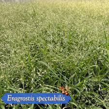 Image result for Eragrostis divaricata