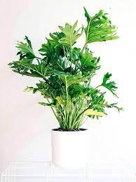Tall Indoor Plants The Philodendron Family Includes Many Successful Houseplants There Are Tall Spe Large Indoor Plants Big Leaf Indoor Plant Tall Indoor Plants