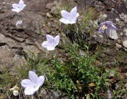 Image result for Wahlenbergia capitata