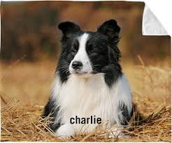 Super sharp images · 100% polyester fleece · satisfaction guarantee Photo Gallery Pet Fleece Photo Blanket By Shutterfly Shutterfly