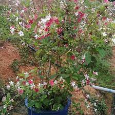 Pokok air mata ibu ni bukan hanya berdaun hijau, ada kalanya akan berbunga berwarna merah. Pin Auf Njiheam Garden Inspiration