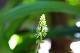 Image result for Lobelia petiolata