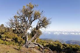 Image result for Erica arborea