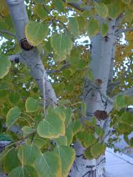 It is adaptable to nearly all soil types, and can survive and even thrive on wet sites. Photo Of The Stem Scape Stalk Or Bark Of Quaking Aspen Populus Tremuloides Prairie Gold Posted By Paul2032 Garden Org