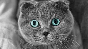 Russkaya golubaya koshka), commonly referred to as just russian blue, is a cat breed that comes in colors varying from a light shimmering silver to a darker, slate grey. Hd Wallpaper Scottish Fold Cat Blue Eyes Gorgeous Wallpaper Flare