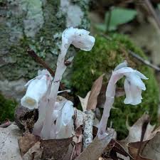 Image result for Leptochloa uniflora