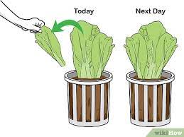 Check spelling or type a new query. How To Grow Hydroponic Lettuce With Pictures Wikihow