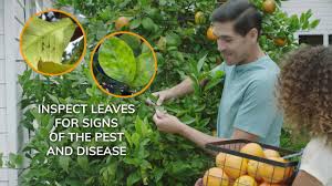 I have a peach tree, a nectarine tree, apricot trees, a few pears, a fig, and a few small apples trees in my yard in central calif. Citrus Tree Pest And Disease Prevention
