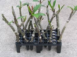Plumeria Care And Propagation Rooting With The Texas Two Step Plumeria Care Plumeria Tree Plumeria Flowers