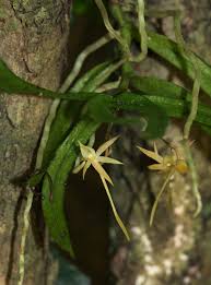 Image result for Angraecum cultriforme