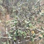 Image result for Cadaba farinosa