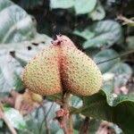 Image result for Manniophyton