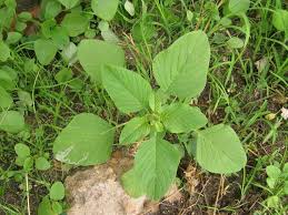 Image result for Amaranthus viridis