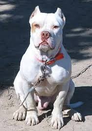 Beautiful Pitbull Dog Breeds Dogs Beautiful Dogs