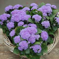 Ageratum Seeds How To Grow Floss Flower Annual Flower Seeds