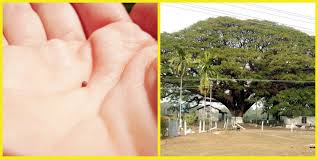 But also notice that the mustard tree, and the mustard seed as well, it's invasive. A Mustard Seed In The Palm Of A Hand Next To A Mustard Tree The Tiny Mustard Seed Grows Into A Huge Produc How To Dry Basil Salt And Light Christian