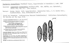 ANSP Diatom New Taxon File