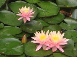 Image result for Nymphaeaceae