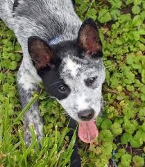 Koda The Cattle Dog Mix Austrailian Cattle Dog Cattle Dogs Mix Cattle Dogs Rule