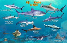 Fiji Sharks Rays Guide Franko Maps Laminated Fish Card
