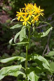 Image result for Senecio consanguineus