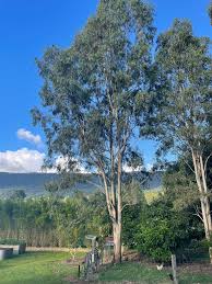 Image result for Eucalyptus tereticornis