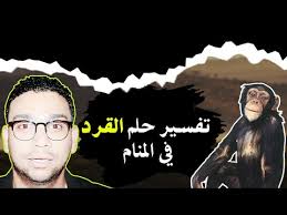 6 تفسير حلم محاولة القتل. Ø±Ù…Ø² Ø§Ù„Ù‚Ø±Ø¯ Ø§Ù„ØµØºÙŠØ± ÙÙŠ Ø§Ù„Ù…Ù†Ø§Ù… Ø­Ù„Ù…Øª Ø§Ù†ÙŠ Ù…Ø³ÙƒØª Ù‚Ø±Ø¯ ØµØºÙŠØ± Ø§Ù„Ù„Ø¹Ø¨ Ù…Ø¹ Ø§Ù„Ù‚Ø±Ø¯ ÙÙŠ Ø§Ù„Ù…Ù†Ø§Ù…